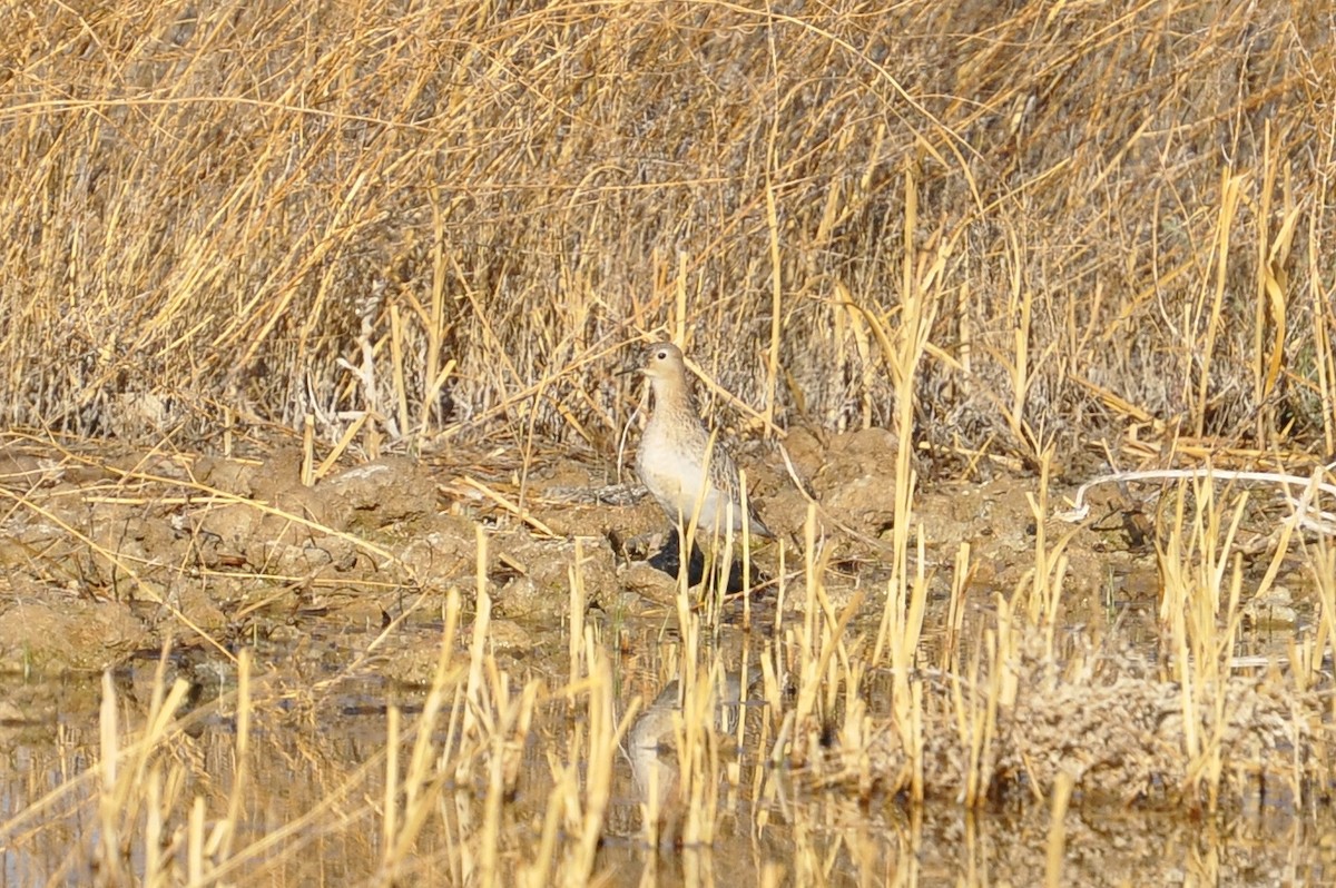 Buff-breasted Sandpiper - ML37203301