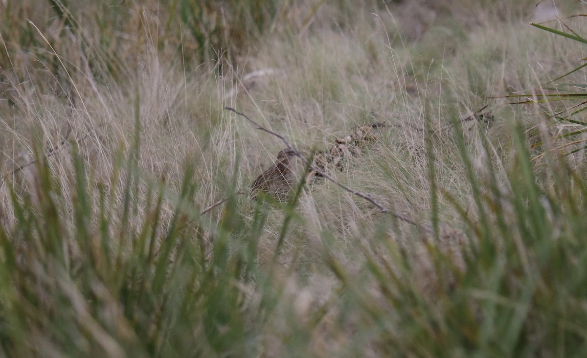 Brown Quail - ML372034641