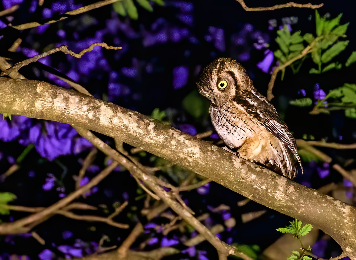 Tropical Screech-Owl - ML372035901