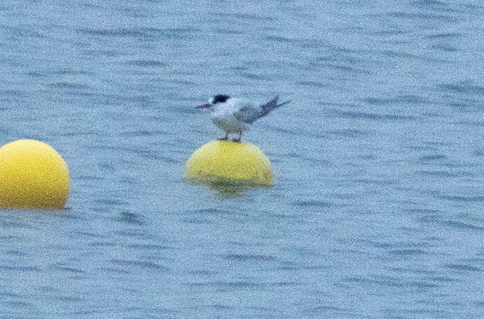 Common Tern - Ben Winger
