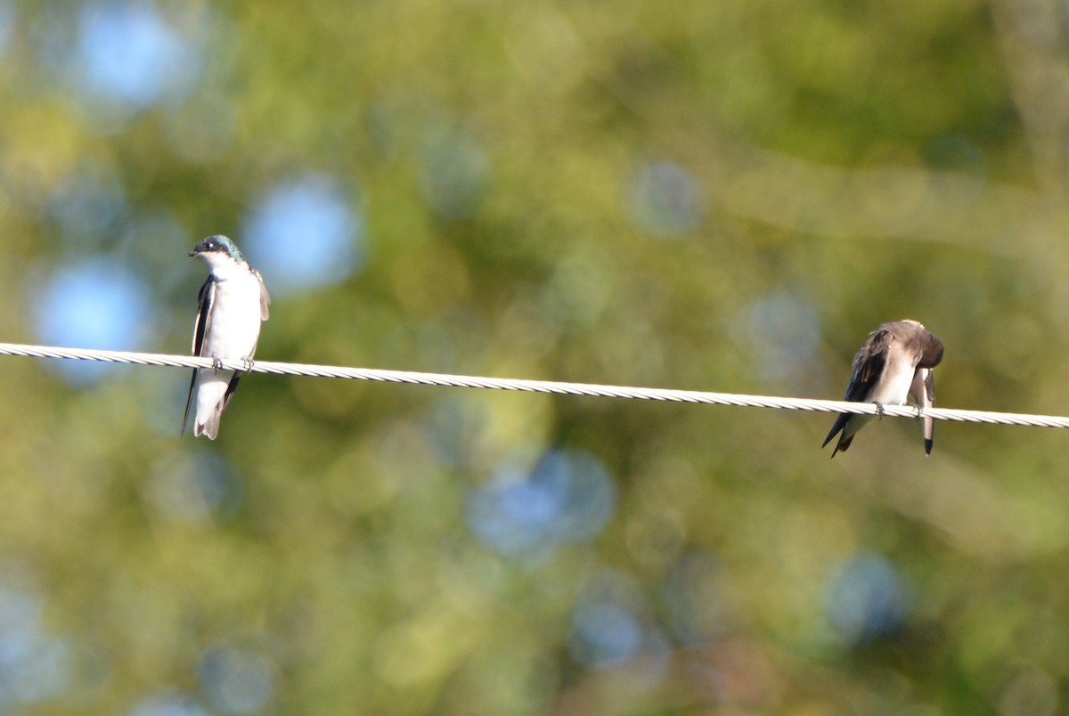 Tree Swallow - ML37203691
