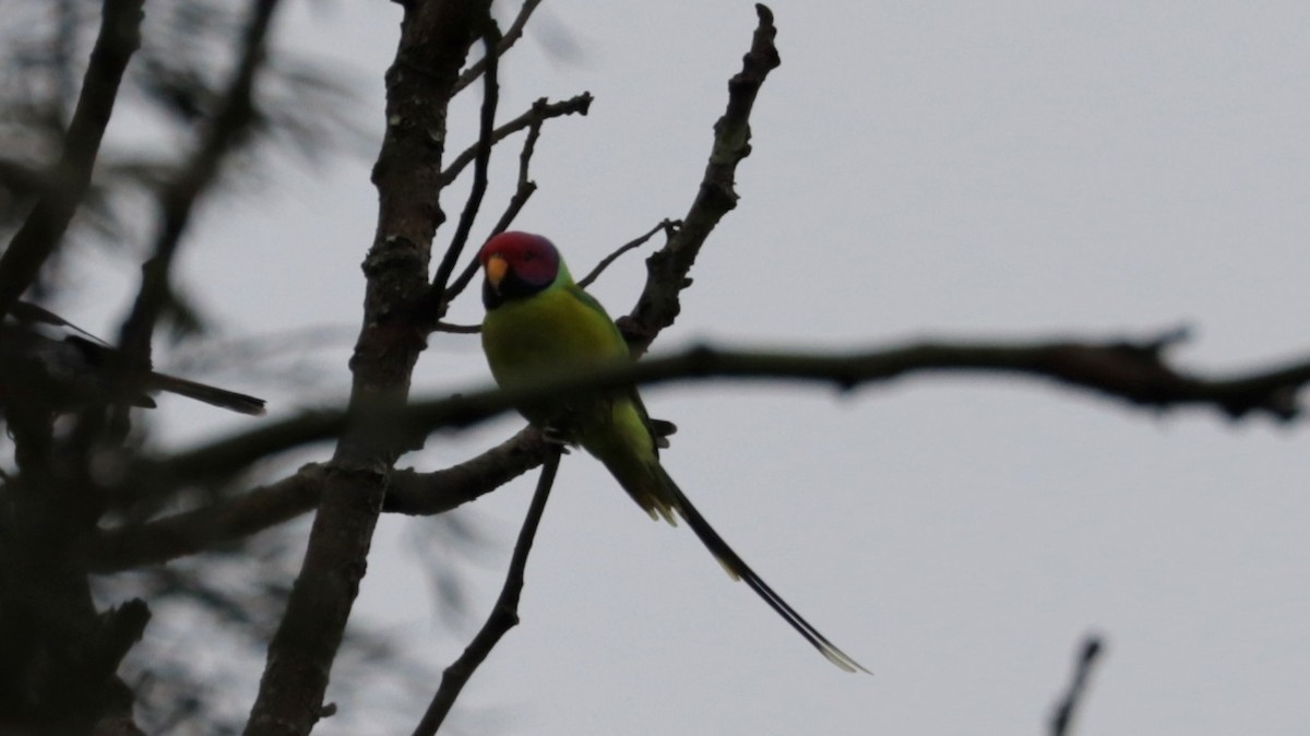 Erik Başlı Yeşil Papağan - ML372037101