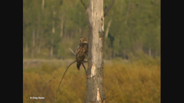 Краснохвостый канюк (calurus/alascensis) - ML372037521