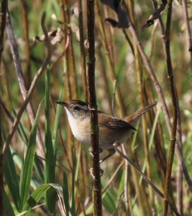 Marsh Wren - ML372037981