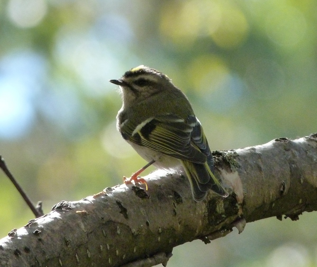 Golden-crowned Kinglet - ML37203821