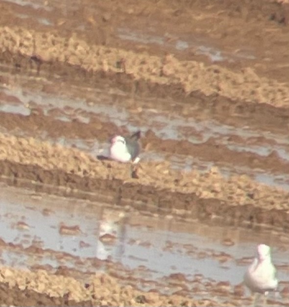 Laughing Gull - ML372039021