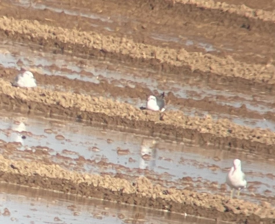 Laughing Gull - ML372039031