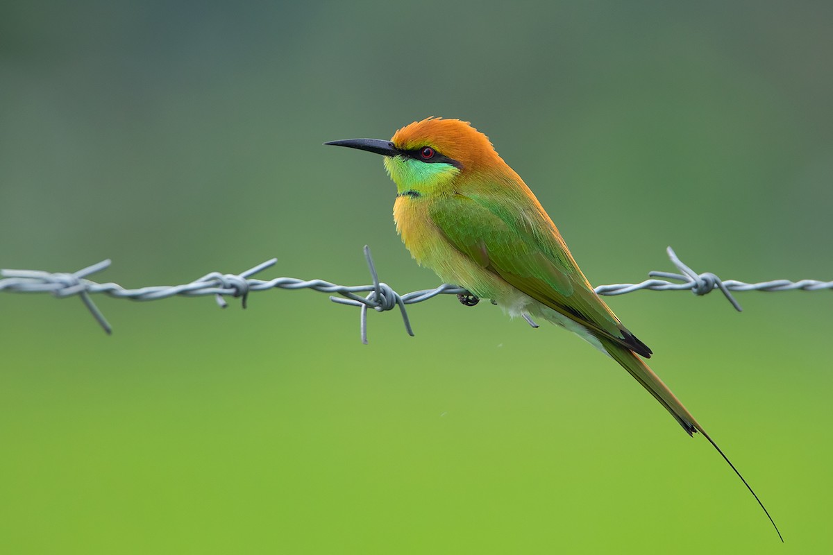Asian Green Bee-eater - ML372040581