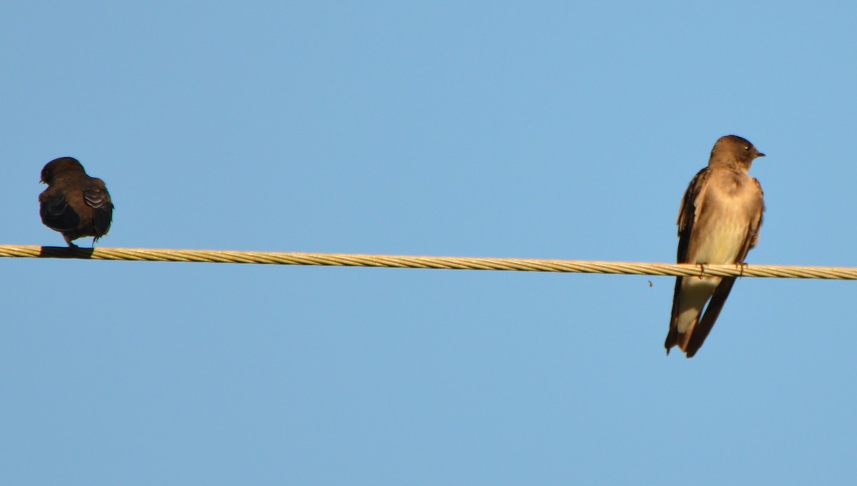 Northern Rough-winged Swallow - ML37204131