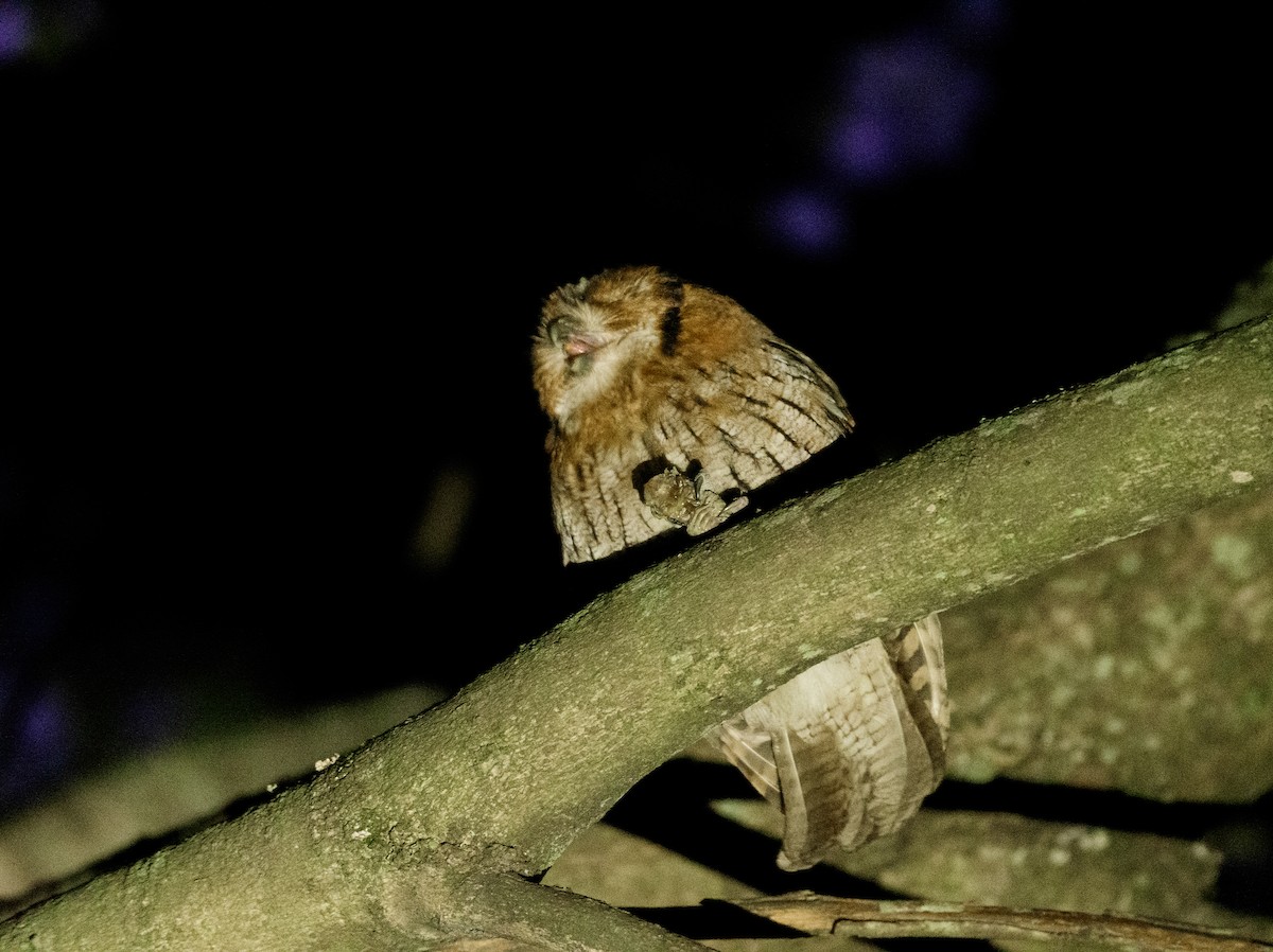 Tropical Screech-Owl - David Carmo