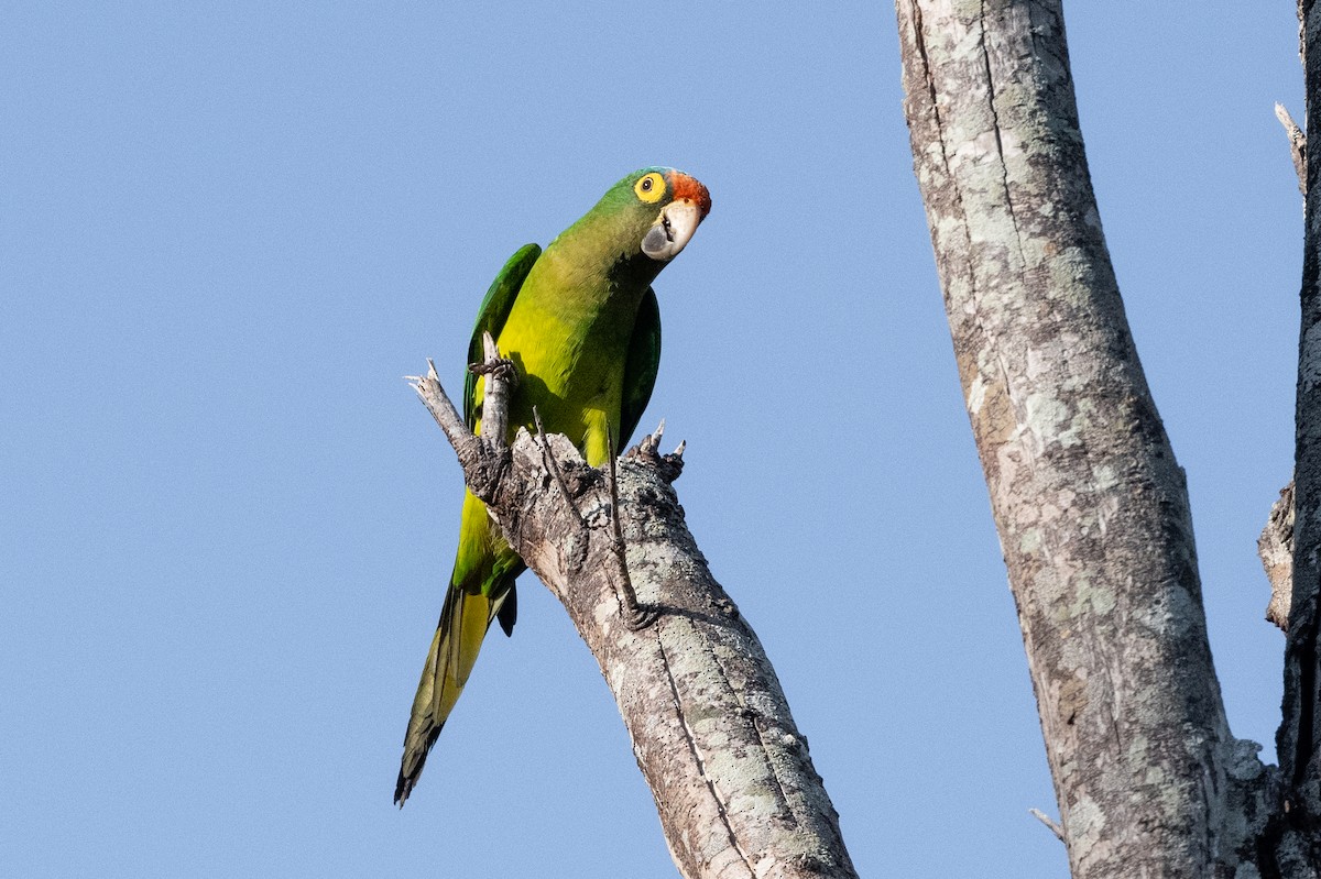 Aratinga Frentinaranja - ML372043201