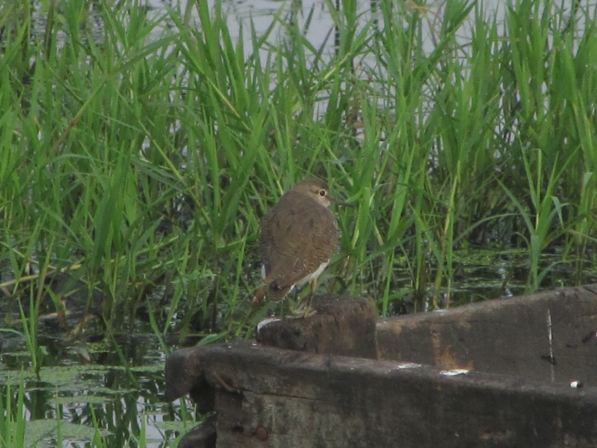 Common Sandpiper - ML372044001