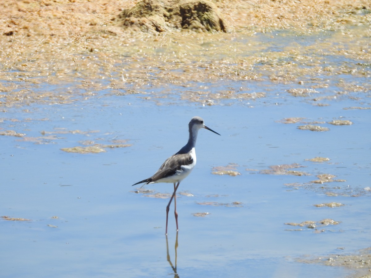 Black-winged Stilt - ML372046971