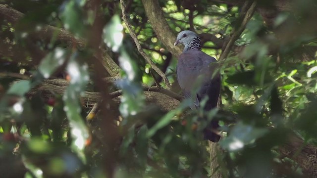 Nilgiri Wood-Pigeon - ML372047411