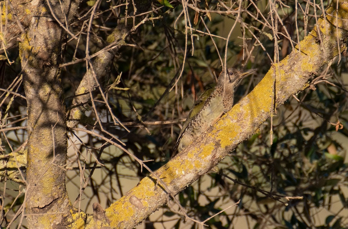 Iberian Green Woodpecker - ML372048431