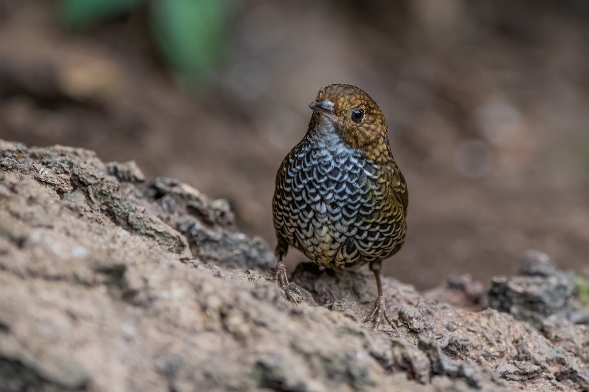 Scaly-breasted Cupwing (Himalayan) - ML372049711