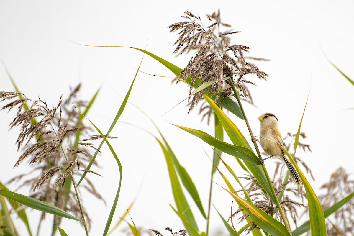 Reed Parrotbill - ML372050141