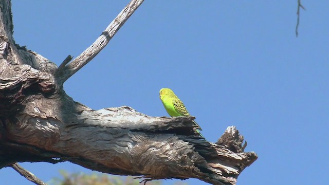 Budgerigar - ML372050251