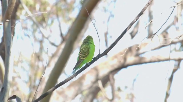 Budgerigar - ML372050311