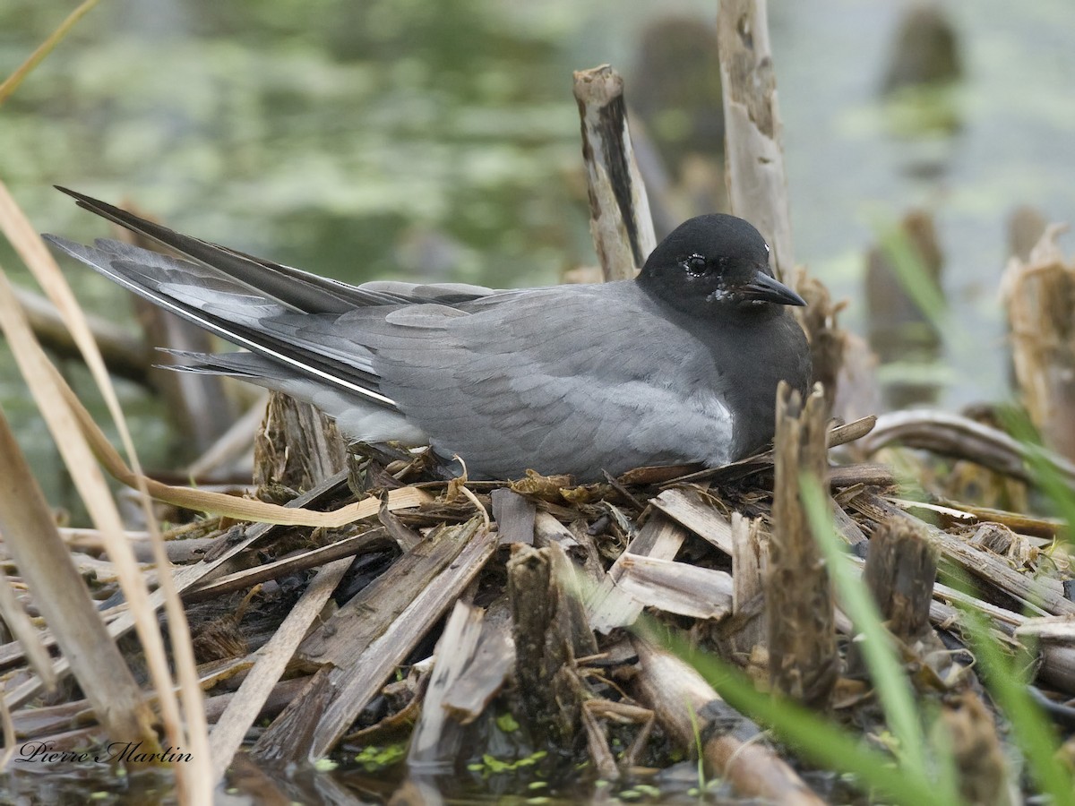Black Tern - ML372050851