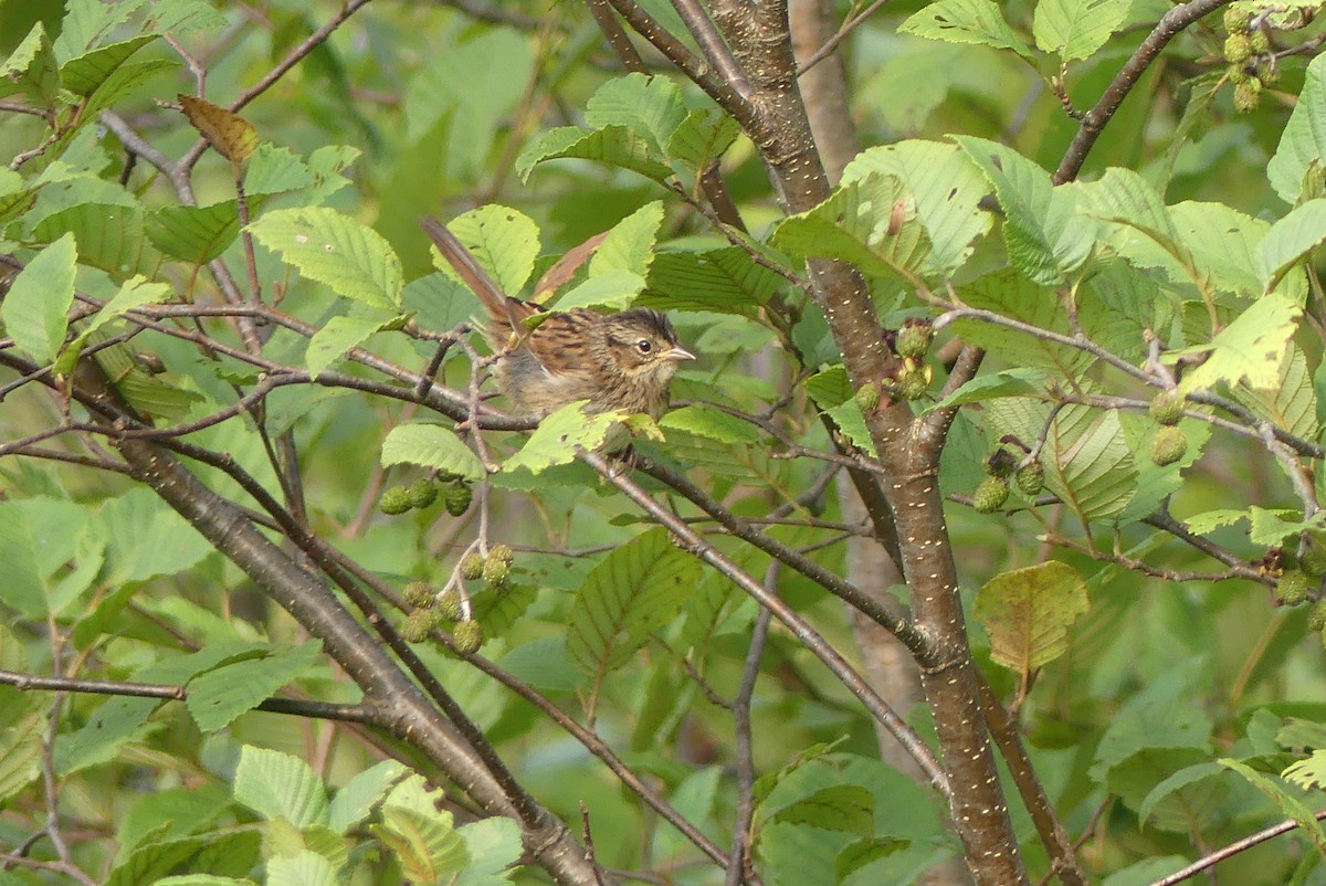 Swamp Sparrow - Lillian G