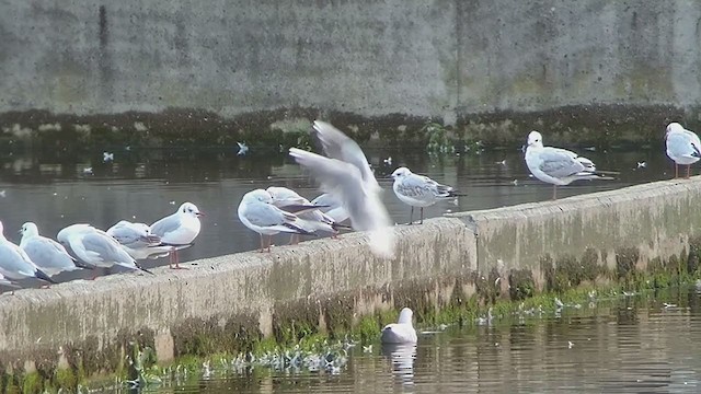 Mouette mélanocéphale - ML372052581