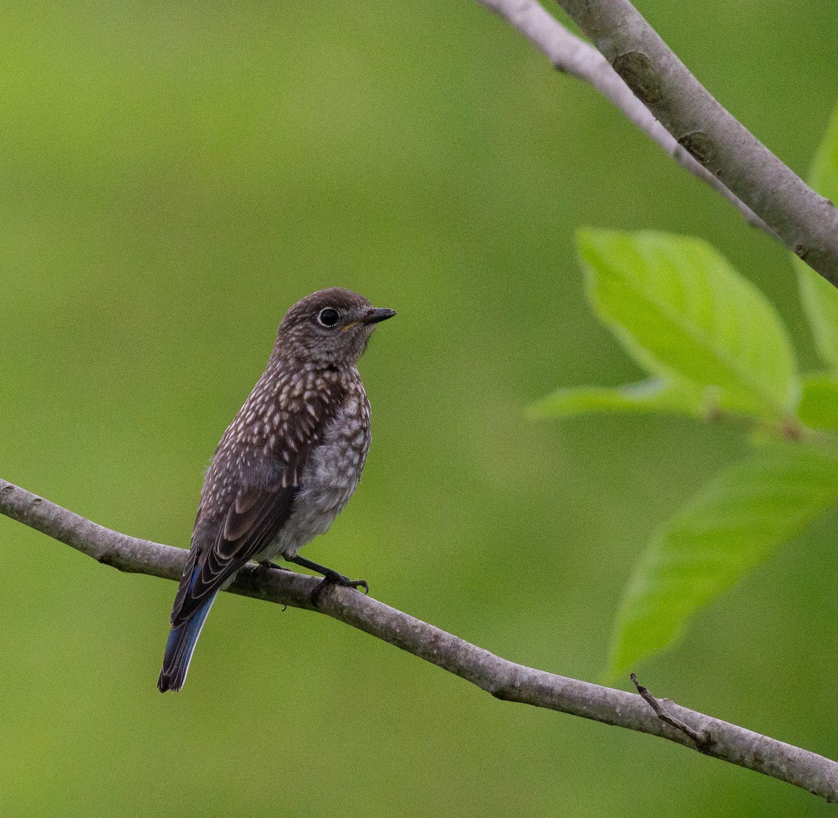 Eastern Bluebird (Eastern) - ML372052881