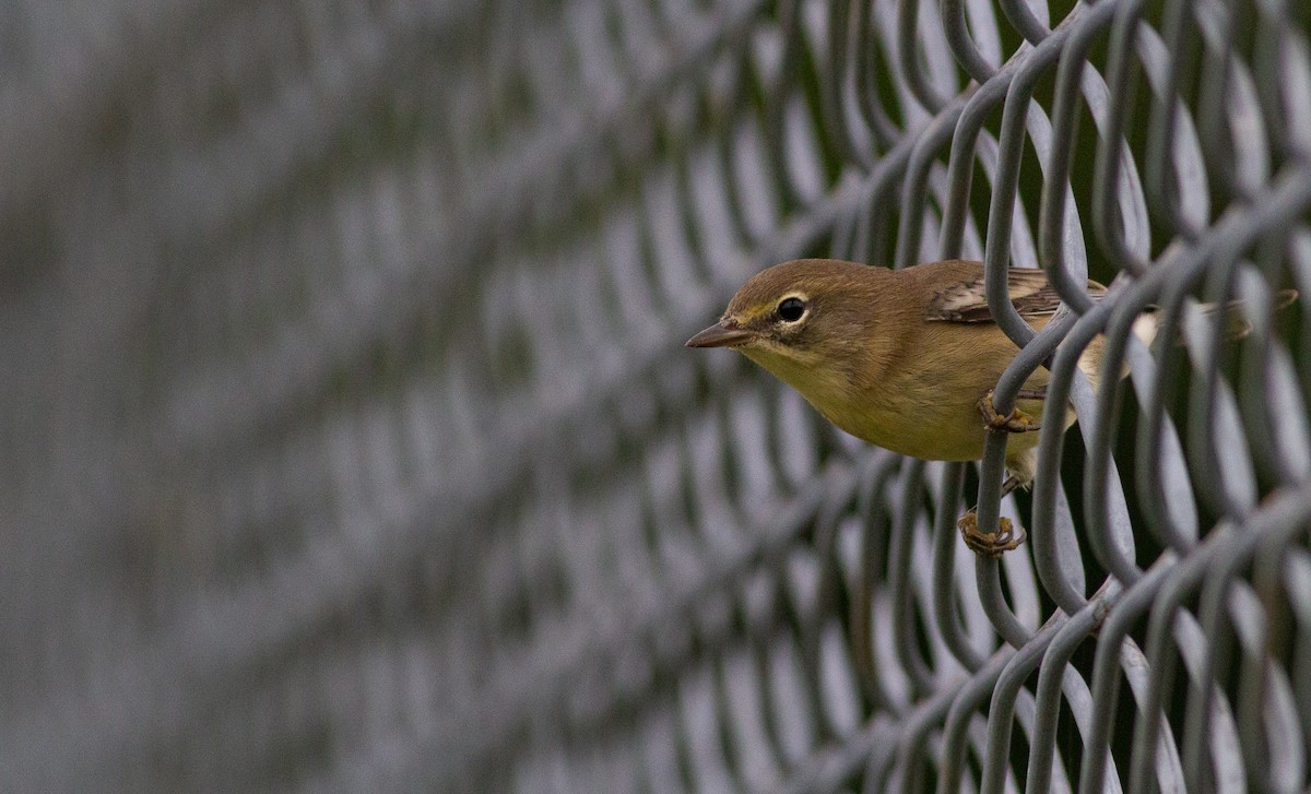 Pine Warbler - Zealon Wight-Maier