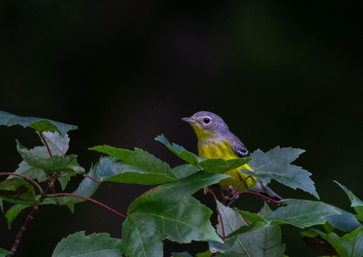 Magnolia Warbler - ML372053451