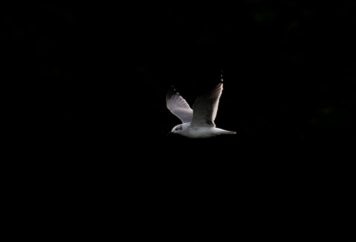 Laughing Gull - ML372053471