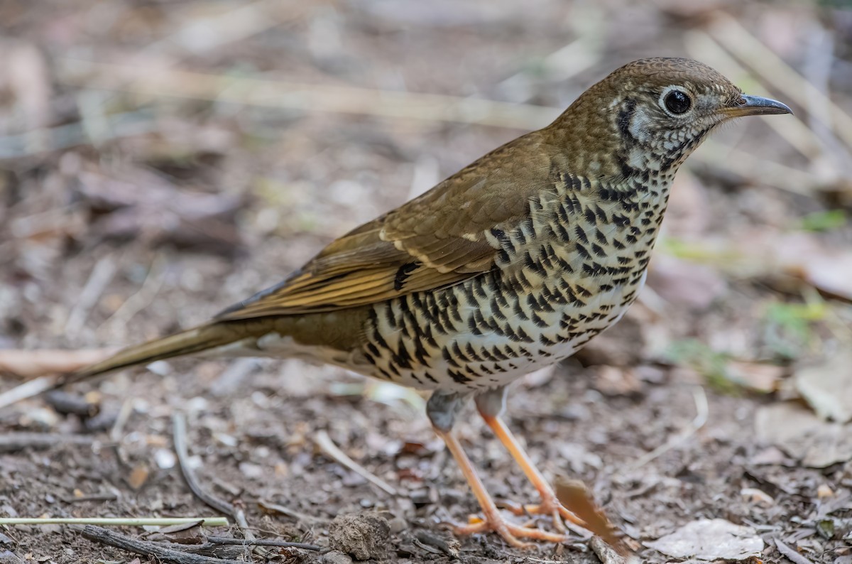 Long-tailed Thrush - Ngoc Sam Thuong Dang