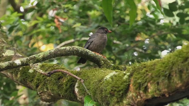 Indian Blackbird - ML372054151