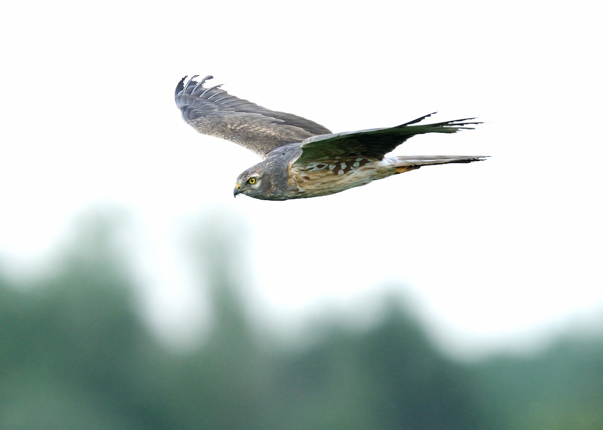 Montagu's Harrier - ML372055541