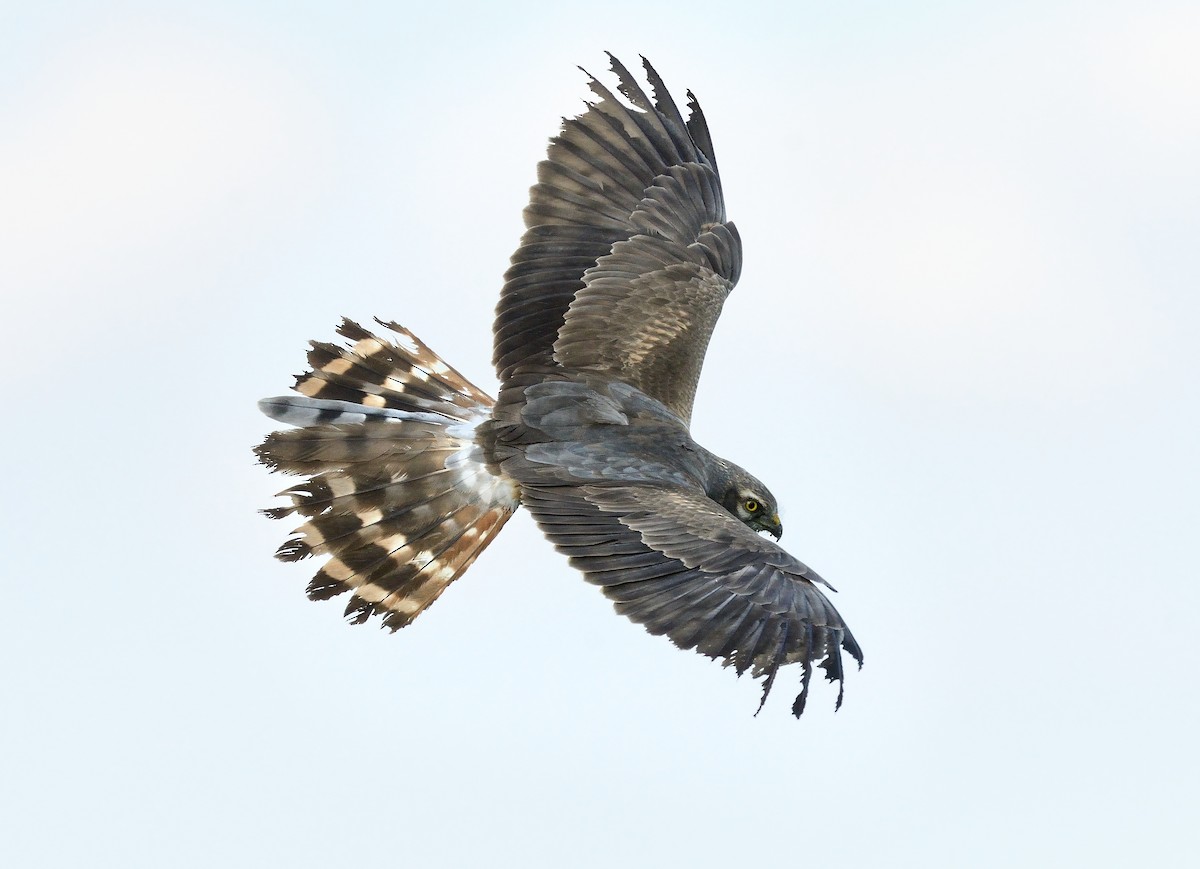 Montagu's Harrier - ML372055651