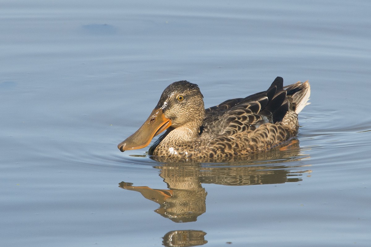 Northern Shoveler - ML372055781