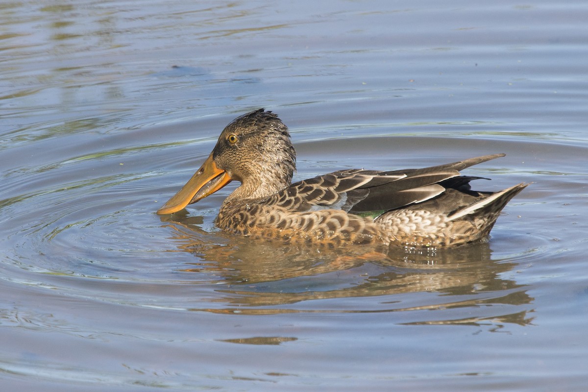 Northern Shoveler - ML372055801