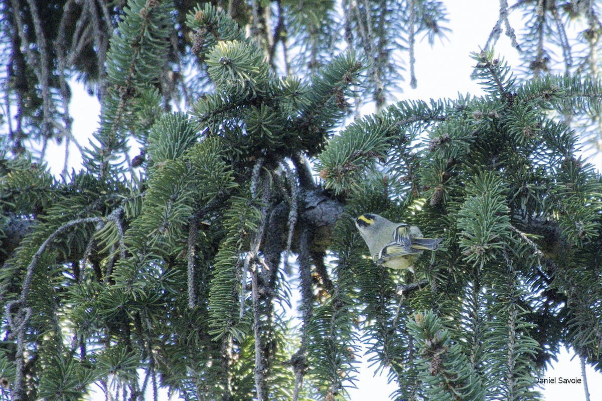 Golden-crowned Kinglet - ML372059041