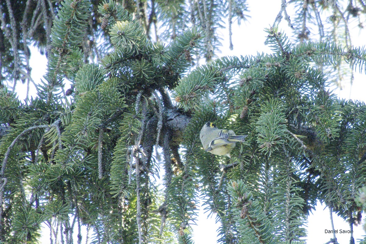 Golden-crowned Kinglet - ML372059051