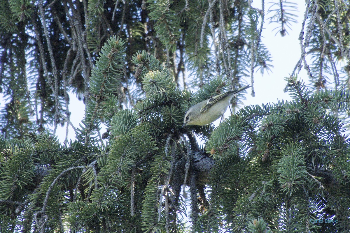 Golden-crowned Kinglet - ML372059061