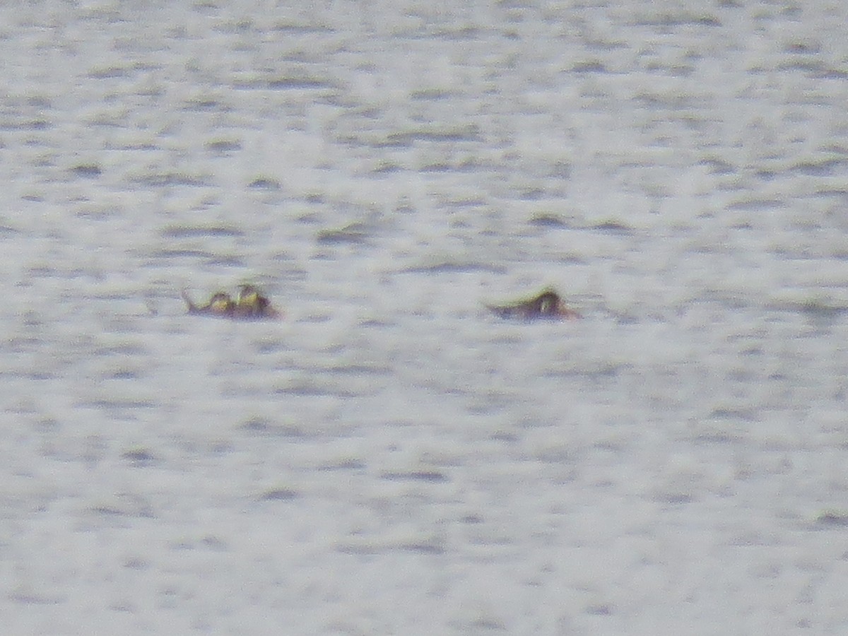 Ruddy Duck - ML372059311