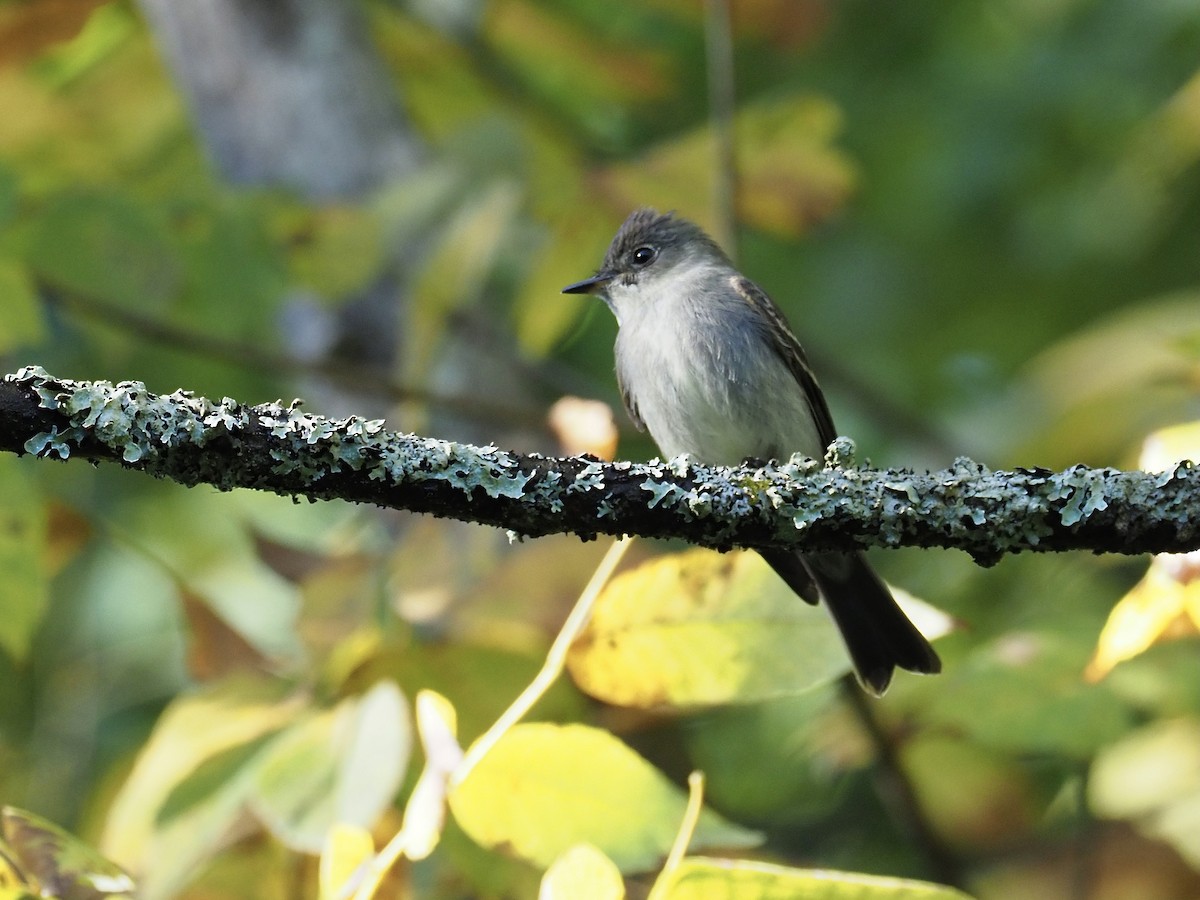 Eastern Wood-Pewee - ML372060331