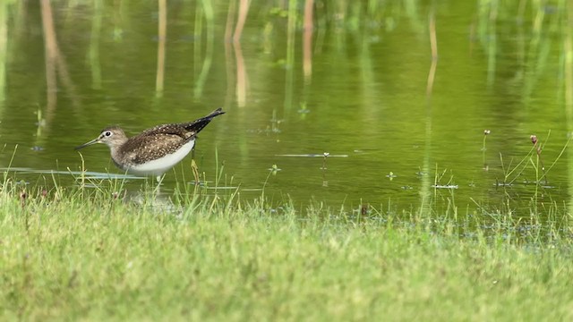 Solitary Sandpiper - ML372061191