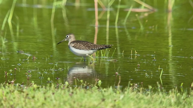 Solitary Sandpiper - ML372061281