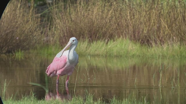 Roseate Spoonbill - ML372061601