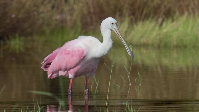 Roseate Spoonbill - ML372061681