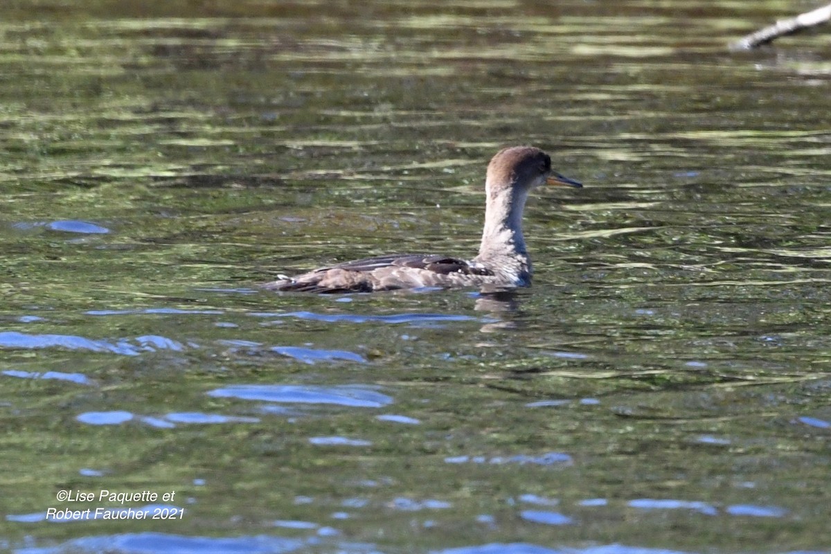 Hooded Merganser - ML372063021