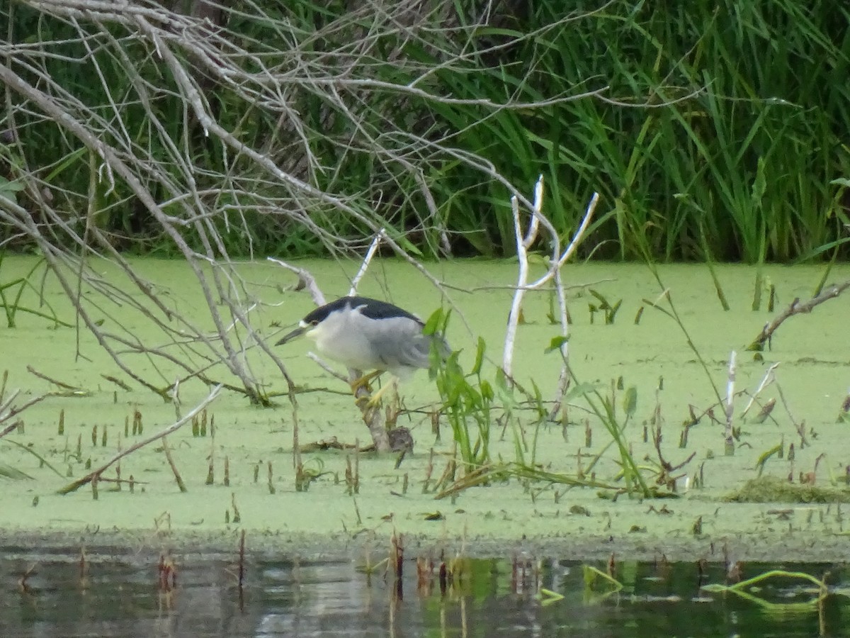 Black-crowned Night Heron - Malcolm Oosting-Sineath