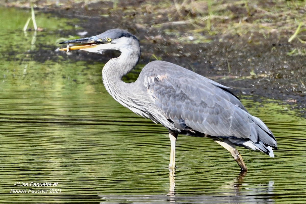 Great Blue Heron - ML372063691