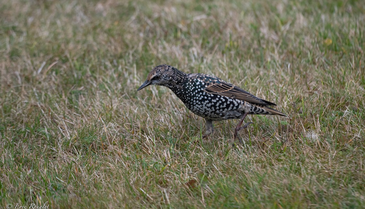 European Starling - ML372064761