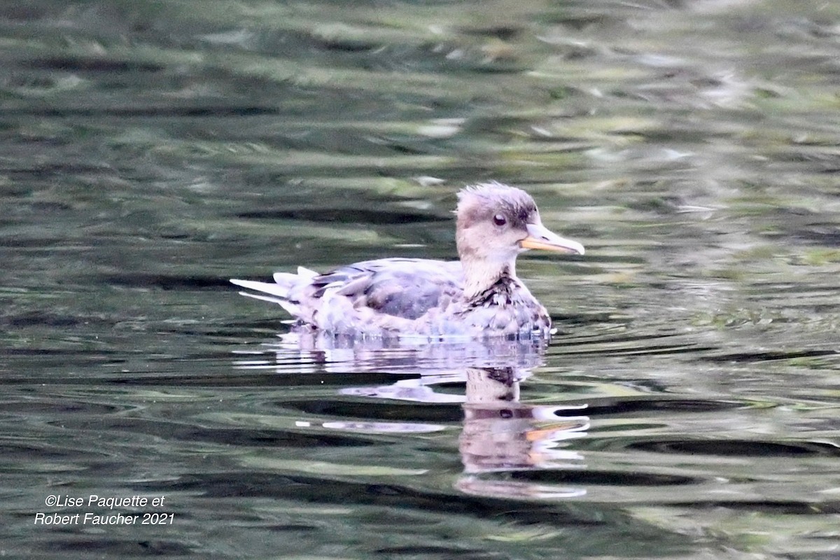 Hooded Merganser - ML372068411